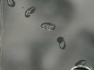 Peter Gabriel, Up PROMO 200g 2LP from the Michael Hobson Archives