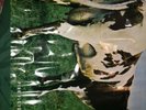 PINK FLOYD- Atom Heart Mother Poster