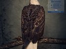 BOOK OF BAD DECISIONS [VINYL]