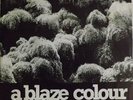 A BLAZE COLOUR Against the Dark Trees Beyond  7