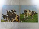 Pink Floyd Atom Heart Mother Harvest EMS-80320 Japan  VINYL LP
