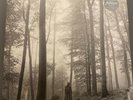 TAYLOR SWIFT: folklore “in the trees” Limited Edition Deluxe Beige Vinyl 2LP