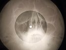 Led Zeppelin - Communication Breakdown X-RAY OF THE USSR X-RAY BONES RECORD