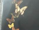 COURTEENERS MORE.AGAIN.FOREVER DELUXE POP UP GATEFOLD SLEEVE VINYL LP