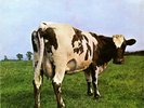 Pink Floyd - Atom Heart Mother LP Album Psychedelic Rock Prog Vinyl Record Rare
