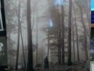 TAYLOR SWIFT FOLKLORE IN THE TREES DELUXE 12