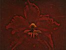 Machine Head  - The Burning Red (Vinyl)
