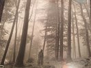 Taylor Swift folklore LP “In The Trees” Deluxe Edition Vinyl Limited
