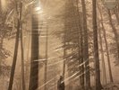 Taylor Swift Folklore vinyl “In the Trees