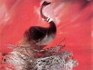 DEPECHE MODE SPEAK AND SPELL STUMM-5 UK VINYL LP