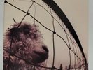 Vs. [LP] by Pearl Jam, Never Played (Vinyl, Oct-1993, Epic Associated)