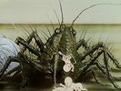 Birth Control   - Operation  LP       neu/mint