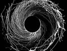 DAWN OF MIDI-DYSNOMIA VINYL LP NEW