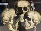 Skull Snaps - S/T LP NEW
