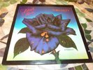 THIN LIZZY BLACK ROSE VINYL LP USED NM- clean record BSK3338
