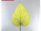 Depeche Mode - Free Love - Mute Records (PL12BONG32) Promo Vinyl 2 x 12
