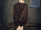 BOOK OF BAD DECISIONS [VINYL]