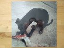 Slowthai - RUNT EP LIMITED vinyl SEALED MINT 2021 reissue