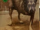 Alice In Chains Self-Titled Green Colored Vinyl Limited Edition Sealed New
