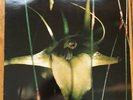 Psychic TV ?– Dreams Less Sweet 1983 Some Bizzare ?– CBS 25737 Vinyl