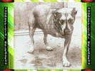 Alice In Chains ?– Alice In Chains - Green Vinyl