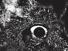 IMMERSION - PRIMITIVE MAN
