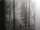 Taylor Swift folklore “In The Trees” Limited Ed Deluxe Brown Vinyl Preorder SEAL