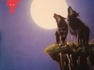 Wolf Edge Of The World 2017 Pressing White Vinyl 350 Copies