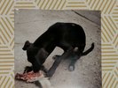 Slowthai Runt EP Limited Vinyl New & Sealed