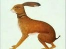 VASHTI BUNYAN: LOOKAFTERING (LP vinyl *BRAND NEW*.)