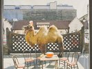 WILCO: wilco (the album) NONESUCH 12