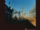 The Cinematic Orchestra - Ma Fleur ( LP Vinyl) sealed