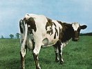 Pink Floyd Brand LP Atom Heart Mother   Free Shipping