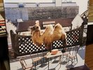 Wilco (The Album) [LP & CD] * Record Vinyl -2009, Sealed New jeff tweedy