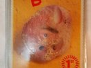 B-52's, Rock Lobster, NEW/MINT Original SHAPED PICTURE DISC 7