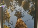 Autographed - mint - Yonder Mountain String Band Elevation 2-LP - 180g Vinyl