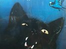 Budgie – Impeckable ( UK ) reissue vinyl LP - orange label