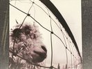 PEARL JAM - Vs. Vinyl LP