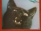 BUDGIE IMPECKABLE 1978 UK LP A&M RECORDS AMLH 64675
