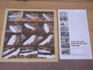 AMM ?– The Inexhaustible Document Etichetta: Matchless Recordings ?– MR 13 1987