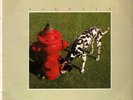 RUSH   Signals   Original 1982 UK FIRST PRESSING Mercury label 8-track vinyl LP