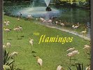 FLAMINGOS: the flamingos CHECKER 12