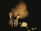 Pearl Jam Riot Act Vinyl SEALED   Current Pressing 2017