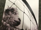 pearl jam vs vinyl 180g Audiophile version Ex/Ex