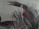 Voices of the Loon Vinyl LP Bird Calls Record 1980 Audobon Society NEW SEALED