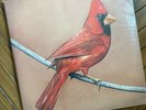 Alexisonfire - Old Crows/Young Cardinals Rare 1st Press Black Vinyl