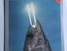 SEALED REO SPEEDWAGON YOU CAN TUNE A PIANO, BUT YOU CAN'T TUNA FISH LP 1978 CBS