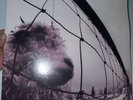 1993 ORIGINAL VS Pearl Jam Vinyl Record, Opened But Never Played
