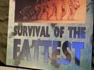 Survival Of The Fattest Vinyl Comp Colored NOFX Vinyl Sealed