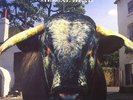SWERVEDRIVER - Mezcal Head (reissue) - Vinyl (LP)